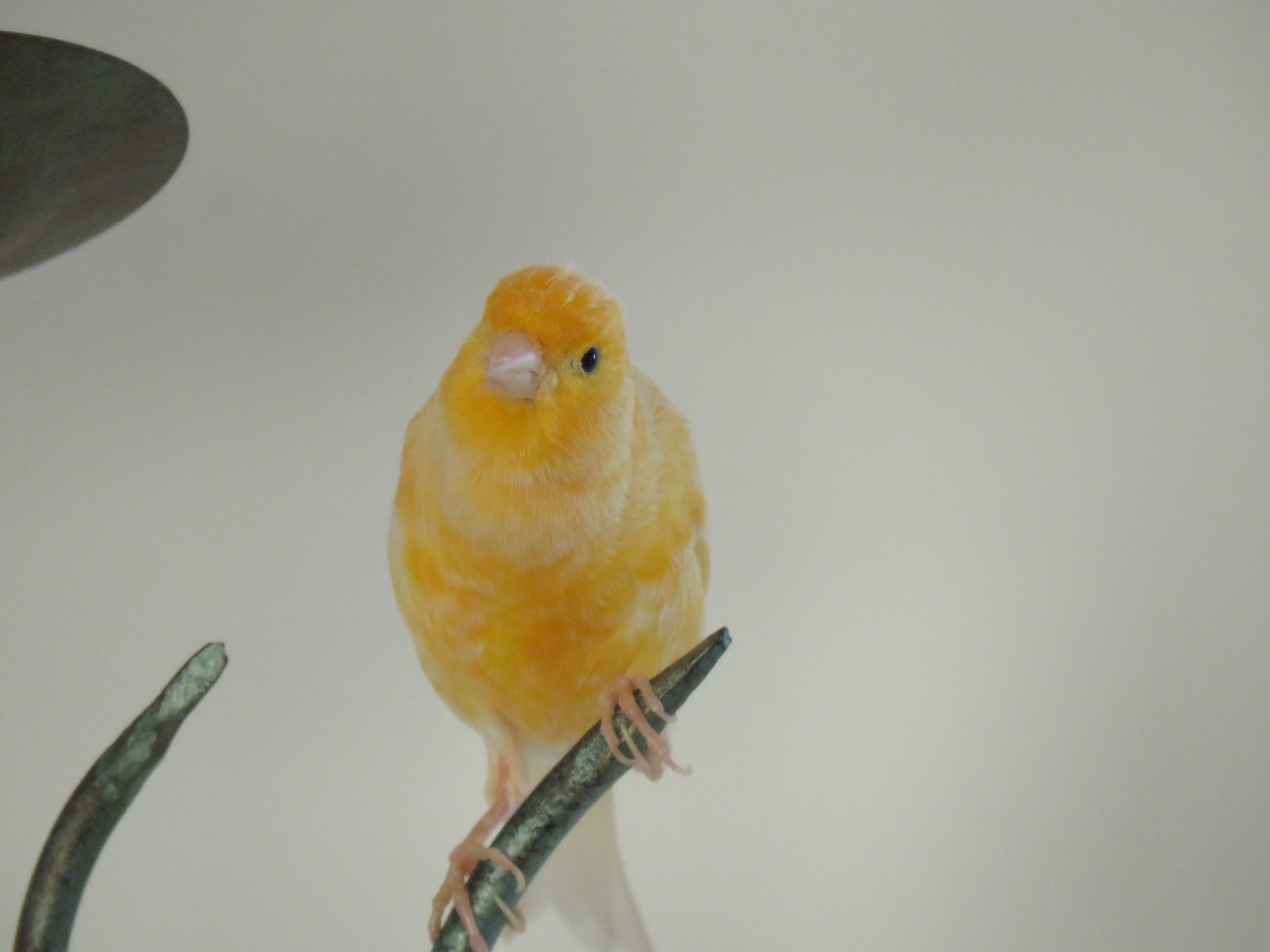 photo of a canary looking puzzled